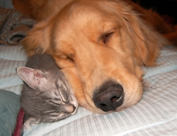 23 Dogs and Cats Sleeping Together - Best friends forever.
