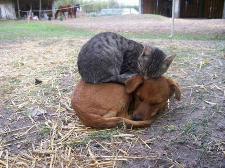 23 Dogs and Cats Sleeping Together - Taking a nap on the farm.