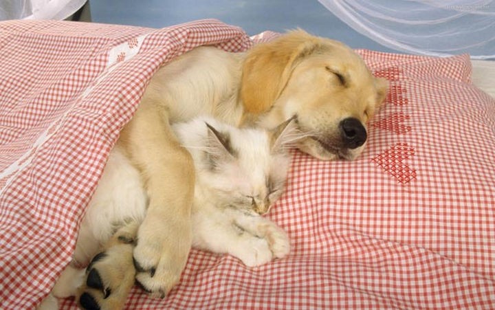 23 Dogs and Cats Sleeping Together - Can you feel the love?