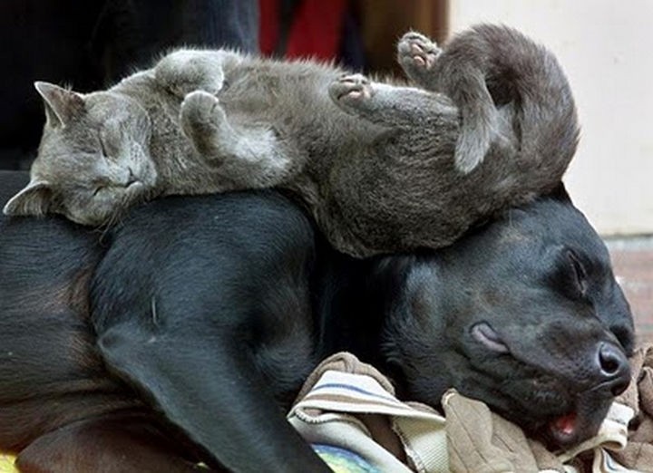 23 Dogs and Cats Sleeping Together - Bunk bed buddies.