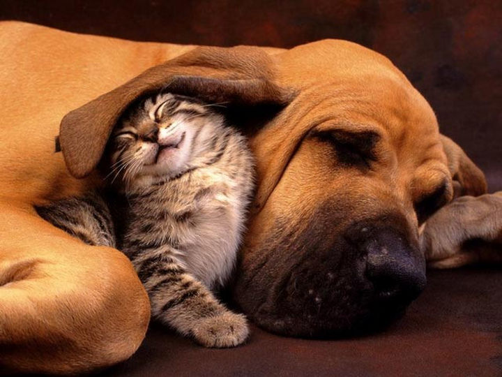 23 Dogs and Cats Sleeping Together Are so Cute You'll Melt