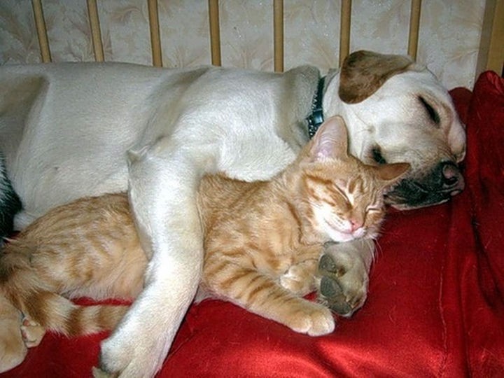 23 Dogs and Cats Sleeping Together - Snuggle buddies.