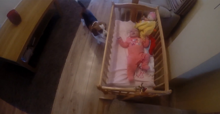 Babies and Dogs Are the Sweetest and This Beagle Helps This Newborn Fall Asleep