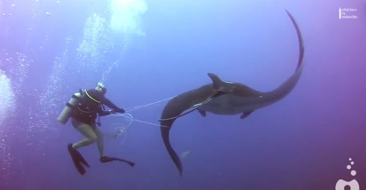 Divers Assist a Giant Manta Ray Tangled in Fishing Net Rope.
