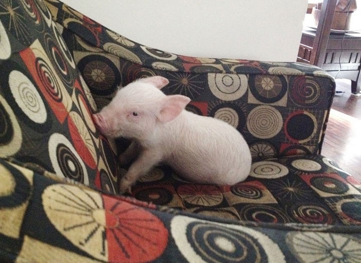 Meet Esther the pig when she was only a 3-pound piglet. The cute piglet was adopted by Steve Jenkins and Derek Walter of Toronto, Canada.
