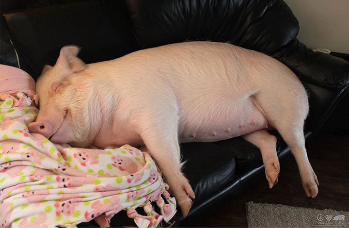 Two years later, Esther is grown up and is now 670-pounds of cuteness.