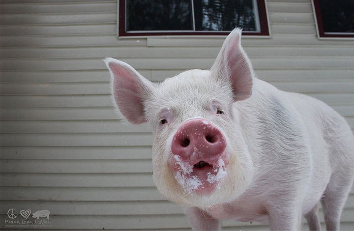 Who doesn't love to play in the freshly fallen snow? Esther is all over it and she definitely seems to love playing outside.