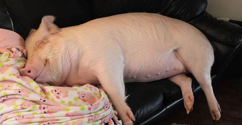 A Couple Bought a 3-Pound Piglet a Couple of Years Ago but They Received so Much More