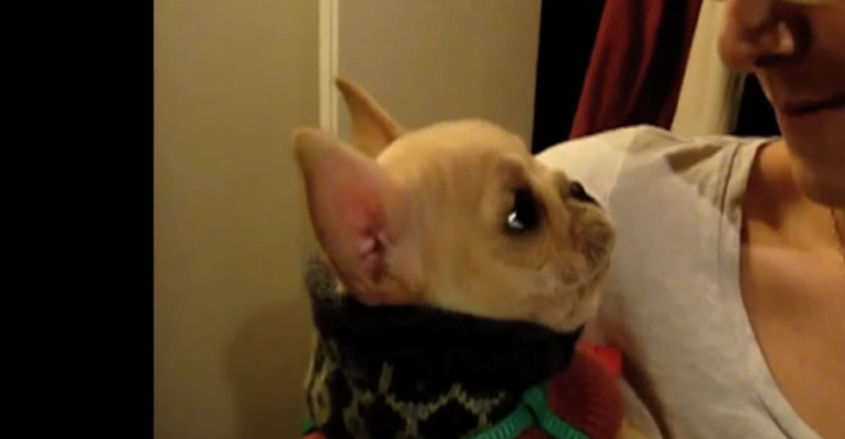 French Bulldog Dog Says "I Love You" and Warms Her Owners Heart.