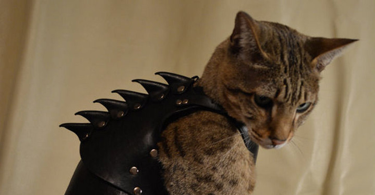 Is the neighborhood dog bullying your cat? What your cat needs is battle armor