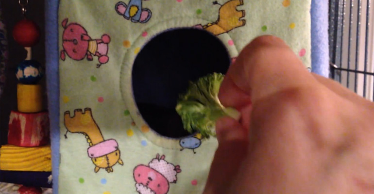 Dexter the Rat Hates Broccoli and Doesn't Want It in His House.