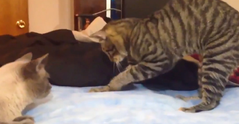These Cats Are Confused yet Mesmerized by Waterbeds and It’s Hilarious