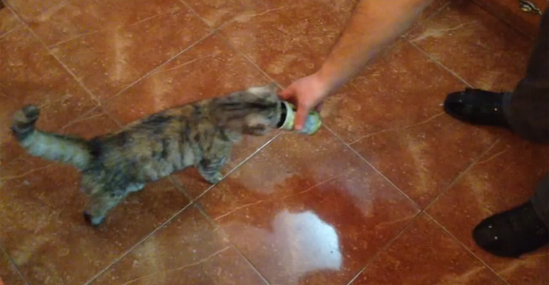 This Cat Goes Crazy for the Scent of Olives and Keeps Coming Back for More