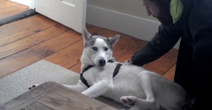 Blaze the Husky Dog Literally Says 'No' When Going to the Kennel.