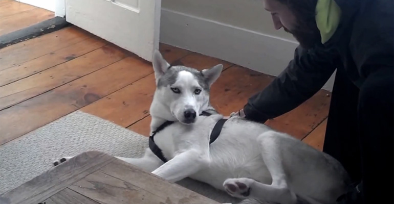 This Owner Tries to Bring His Husky to the Kennel but His Dog Hilariously Says ‘No’