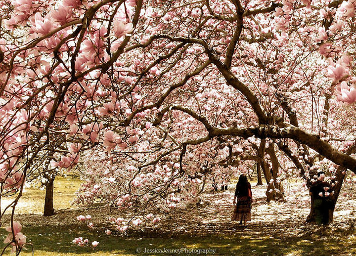 17 Pictures of the Prettiest Trees on Earth - Magnificent Magnolia