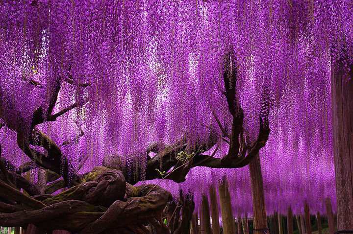 17 Picturesof the Prettiest Trees on Earth - 144-Year-Old Wisteria and Flower Tunnel In Japan.