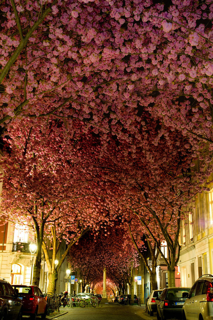 17 Picturesof the Prettiest Trees on Earth - A Carpet of Blooming Cherry Trees in Bonn, Germany.