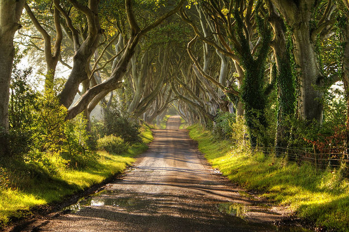 17 Pictures of the Prettiest Trees on Earth - The Dark Hedges In Northern Ireland (Daylight).