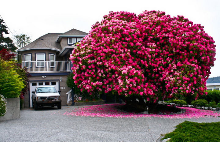 17 Pictures of the Prettiest Trees on Earth - 125+ Year Old Rhododendron “Tree” In Canada.