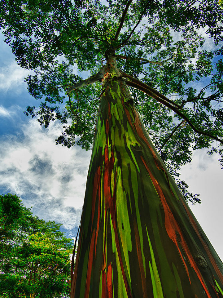 17 Pictures of the Prettiest Trees on Earth - Rainbow Eucalyptus In Kauai, Hawaii.