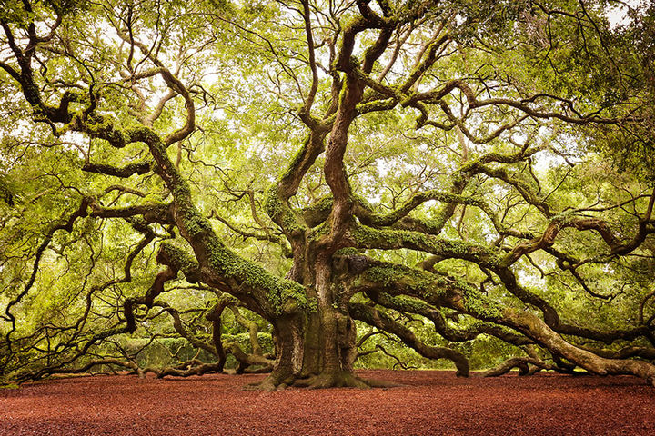 17 Pictures of the Prettiest Trees on Earth - Angel Oak In John’s Island In South Carolina.