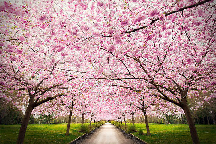 17 Pictures of Trees That Reveal the Prettiest Trees on Earth