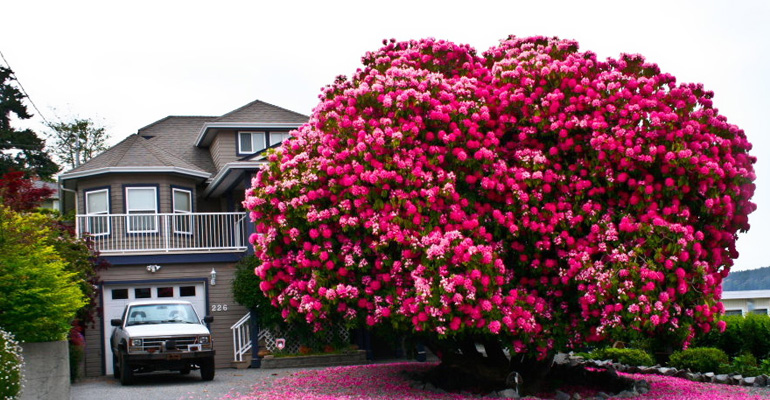 17 of the Prettiest Trees on Earth