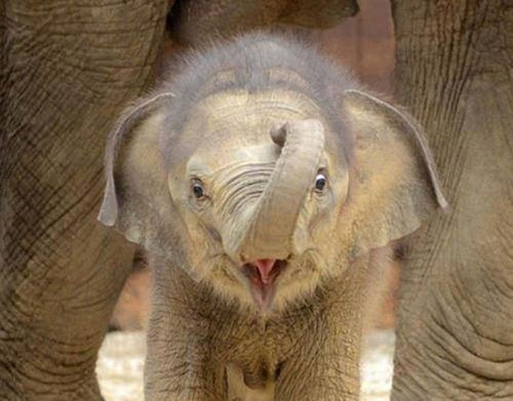 20 Beautiful Images Showing the Unconditional Love of Animals - Baby elephant.