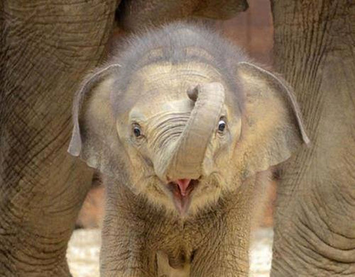 20 Beautiful Images Showing an Animal's Unconditional Love - Baby elephant.