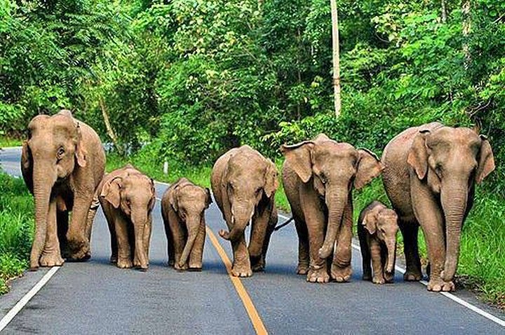 20 Beautiful Images Showing the Unconditional Love of Animals - Elephant herd.