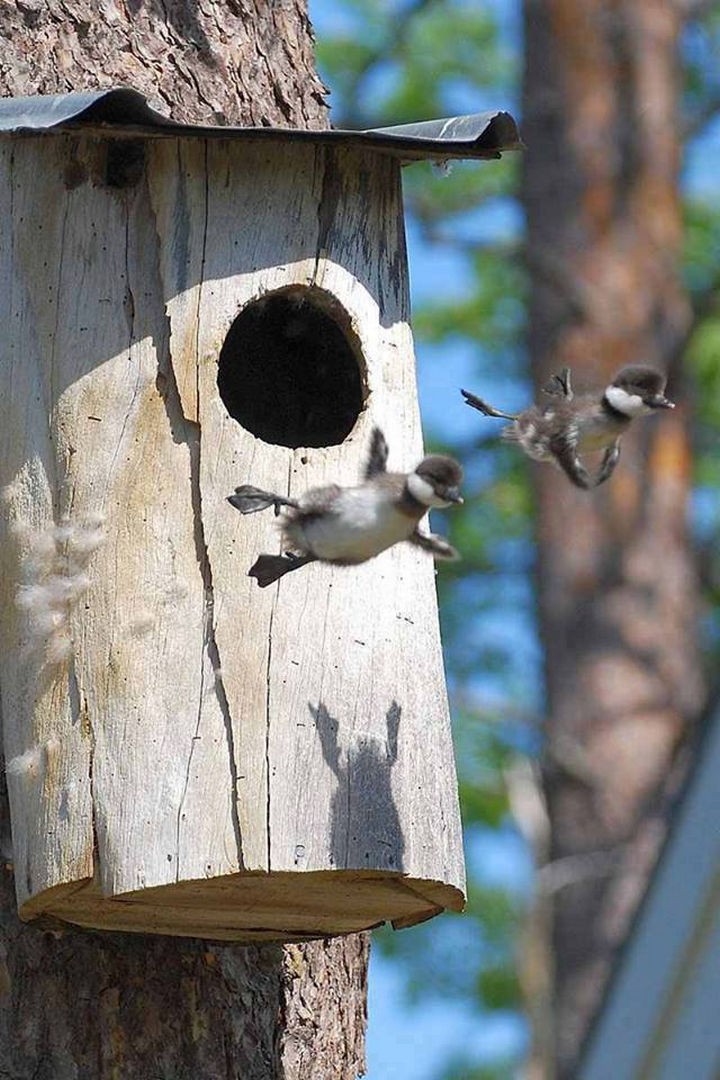 20 Beautiful Images Showing the Unconditional Love of Animals  - Baby birds learning to fly.