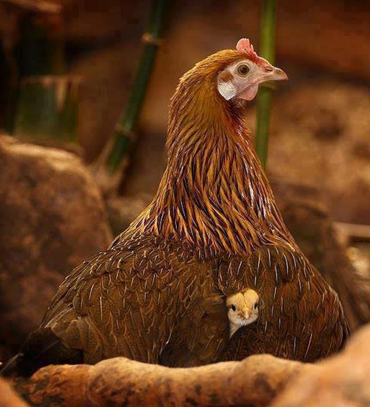 20 Beautiful Images Showing the Unconditional Love of Animals - Chicken and her little chick.