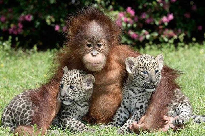 20 Beautiful Images Showing the Unconditional Love of Animals - Orangutan and baby leopards.