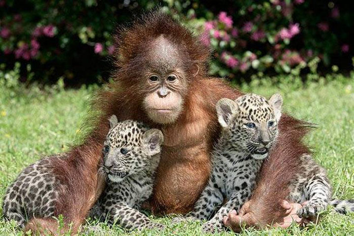 20 Beautiful Images Showing an Animal's Unconditional Love - Orangutan and baby leopards.