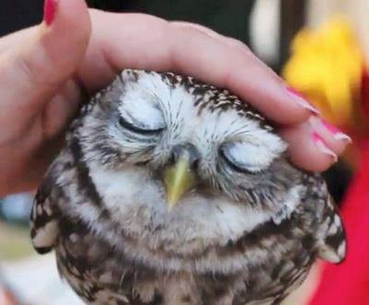  20 Beautiful Images Showing the Unconditional Love of Animals - Cute baby owl.
