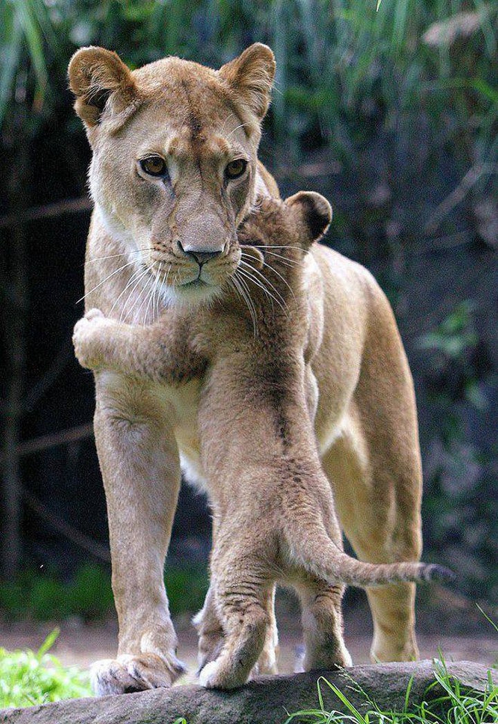 20 Beautiful Images Showing the Unconditional Love of Animals - Lion cub hugging its mother.