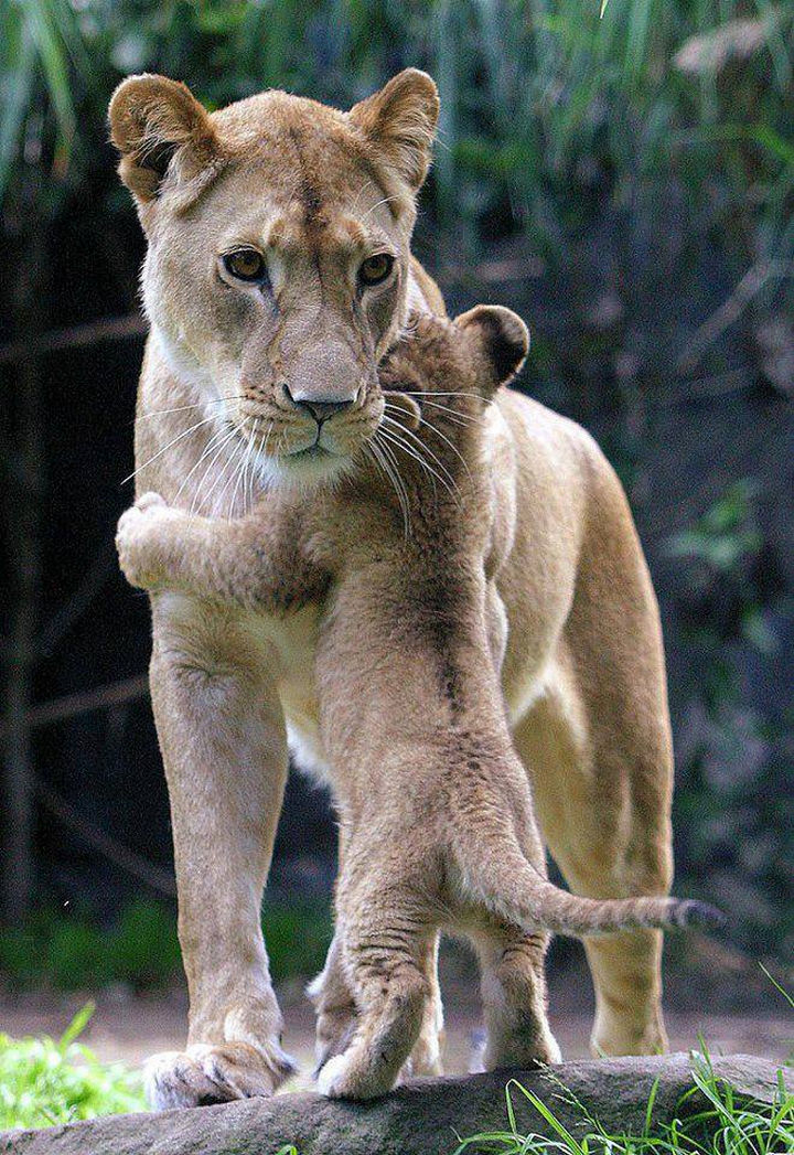 20 Beautiful Images Showing an Animal's Unconditional Love - Lion cub hugging its mother.