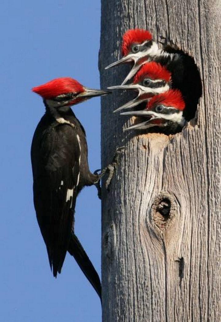 20 Beautiful Images Showing an Animal's Unconditional Love - Woodpecker feeding its babies.
