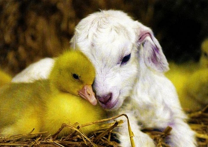 Baby goat sharing a moment with a little duckling.
