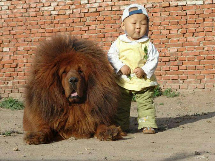 20 Beautiful Images Showing an Animal's Unconditional Love - Toddler with his dog.