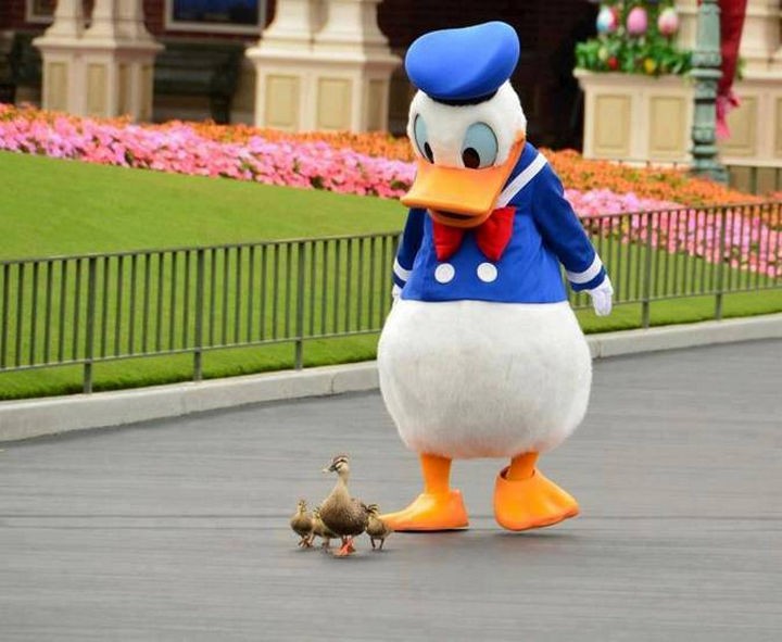 Donald Duck leading the ducks.