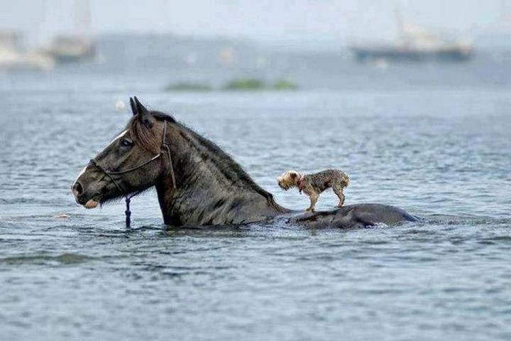 Horse carrying a Yorkie to safety.