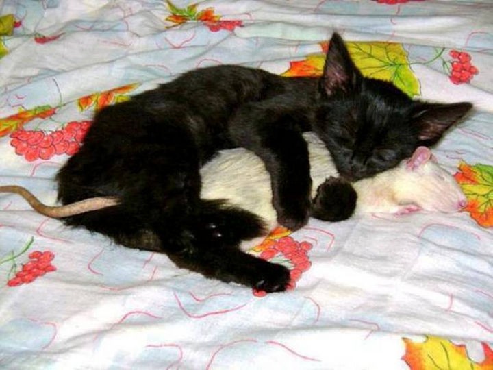 Black kitten cuddling a rat.