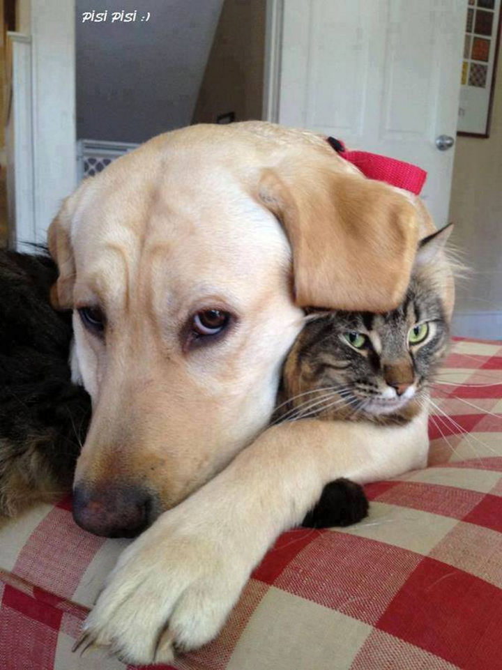 20 Beautiful Images Showing an Animal's Unconditional Love - Gold lab hugging a cat.