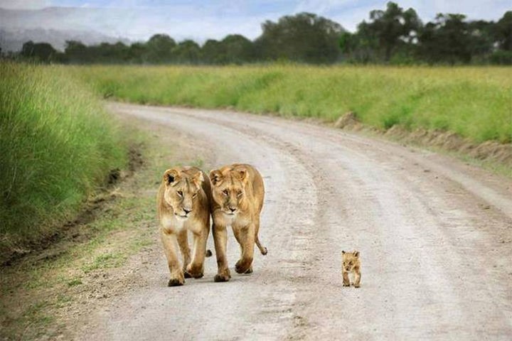 Baby lion cub walking with lionesses.
