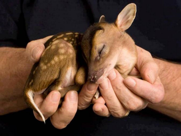 20 Beautiful Images Showing an Animal's Unconditional Love - Baby fawn.