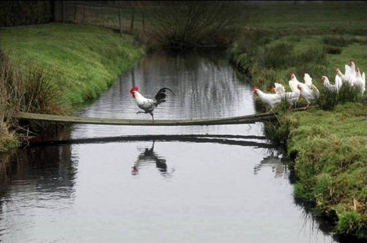 A rooster leading the way.