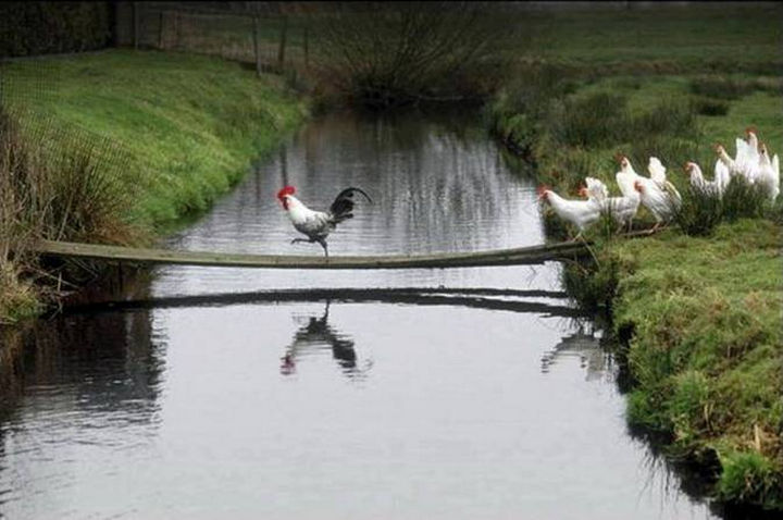 20 Beautiful Images Showing an Animal's Unconditional Love - A rooster leading the way.