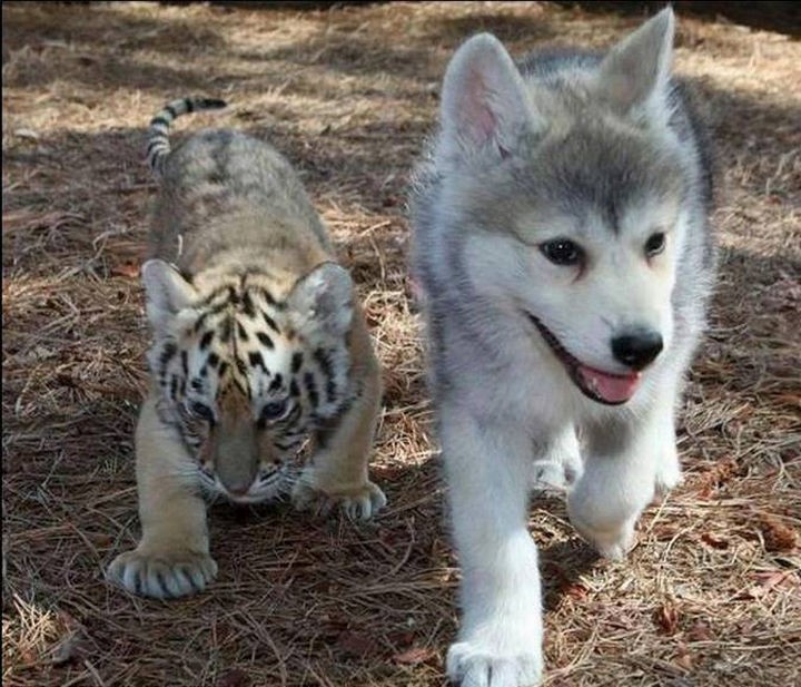 Tiger cub and Husky puppy.